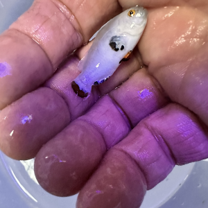 Platinum storm-Amphiprion Ocellaris